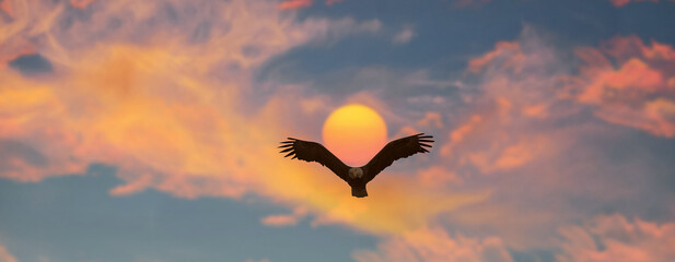 Eagle fly Above the Dramatic dawn sun and colorful Cloudscape.