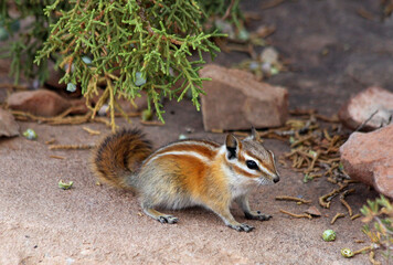 Close up of a ground squirrel in Canyonlands National Park, USA