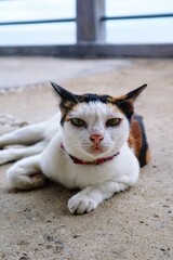 A male cat sleeps on the sea floor