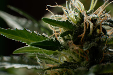 Close-up Green plant of marijuana. Legal cannabis cultivation. Medical indica with CBD