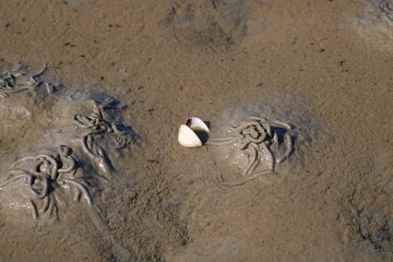 Cockleshell in the Danish Wadden Sea 