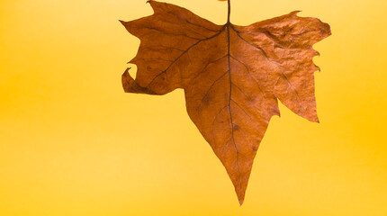 green leaf on yellow background