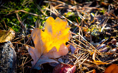 dry autumn oak leaf in forest