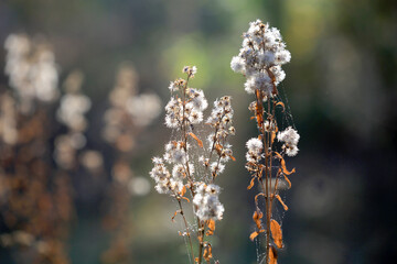 dry wild flower in autumn forest
