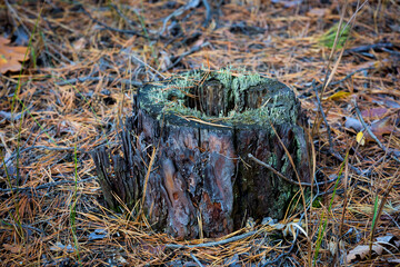 pine stump in forest