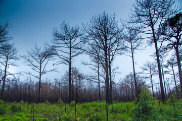 Obraz premium trees in the morning