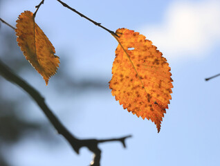 Nice autumn birch tree twig