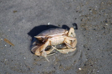 Crab in the open water in Wadden Sea National Park close to the North Frisian island of  Sylt
