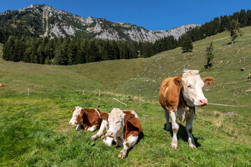 Fototapeta na wymiar cows and bulls in alpine scenery in Styria, Austria