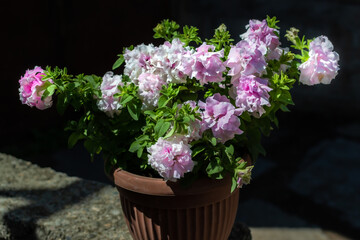 Naklejka na ściany i meble Light pink terry petunia flowers in red brown pot. Pretty beautiful decorative flower with green leaves in light of sun. Summer. Dark shadow background