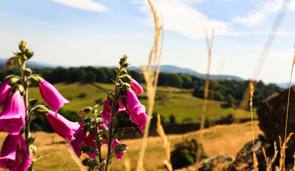 Wild foxglove flower, and blur hill, mountains background.
