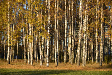 Obraz premium Birches in autumn park