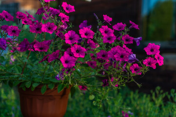 Fototapeta na wymiar Red brown hanging pot with bright pink purple petunia. Beautiful decorative flower with green leaves in light of sun. Summer garden