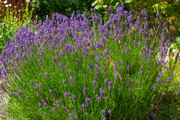 Lavender flowers blooming in the field