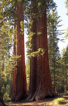 Yosemite, USA: Group of four giant sequoias in Marisa Grove with sunlit leaves 