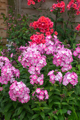 Phlox paniculata flowers in bloom