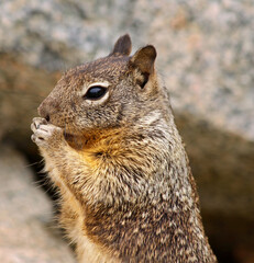 Obraz premium Golden mantled ground squirrel sitting upright and eating from its paws