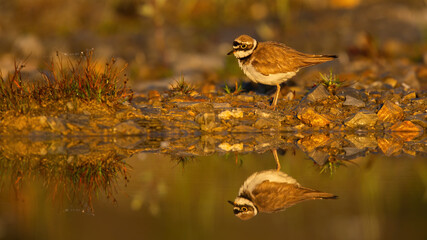 Little ringed plover, charadrius dubius, standing on riverbank at sunset. Small wading bird looking on shore with reflection on water. Brown feathered animal observing near the river.