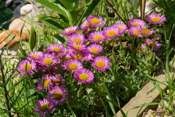 Sea breeze,  erigeron glaucus, flowers in bloom