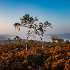 Silver birch and heather in early autumn with mist