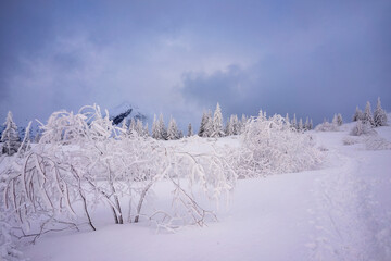 Frozen trees in deep snow. Tatra Mountains.