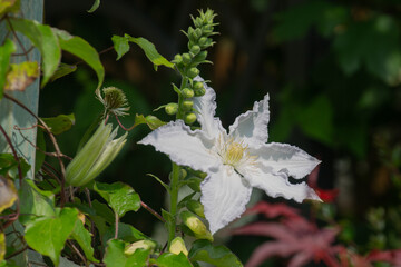 White clematis flower in bloom