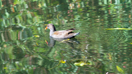 moorhen on the canal