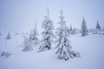 Frozen trees in deep snow. Tatra Mountains.