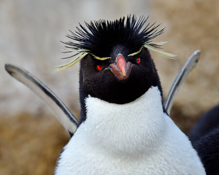 A Rockhopper Penguin stands near its nest - Falkland Islands