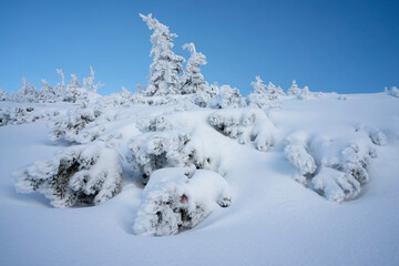Frozen trees in deep snow. Tatra Mountains.