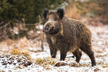 Wild boar, sus scrofa, standing on meadow in snowing nature. Big hairy wild mammal with long snout...
