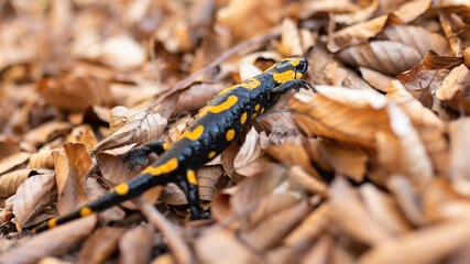 Obraz na płótnie Canvas Little fire salamander, salamandra salamandra, moving on leafs in autumn. Dark reptile with orange stripes crawling on foliage. Small animal walking on the ground.