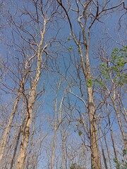 trees and sky