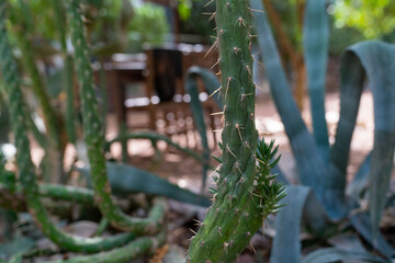 Selective focus of different types of cactus in a garden