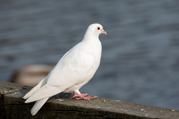 A white Rock Pigeons resting on the boardwalk.  Burnaby BC Canada
