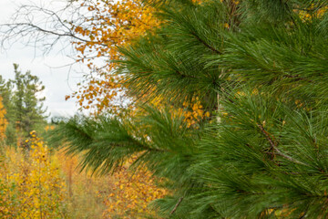 natural, beautiful trees with green,yellow leaves, coniferous trees in the autumn forest,Park