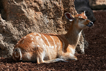 Beautiful portrait of an orange colored western sitatunga full of flies with its tongue out in a...