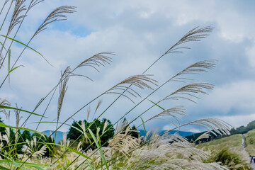 仙石原高原のススキ