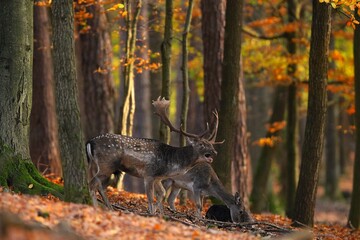 Dominant fallow deer, dama dama, roaring in forest in autumn. Wild stag with hind standing in woodland on leafs. Spotted mammals bellowing and feeding in wilderness.