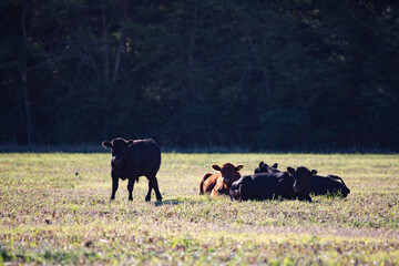 vacas y toros angus en campo