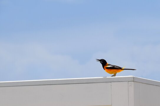 Venezuelan troupial on top of a wooden structure with open beak, blue sky in the background for copy space