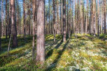 Autumn pine forest, northern Russia
