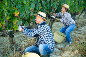 Successful male owner of vineyard gathering harvest of ripe white grapes on sunny autumn day