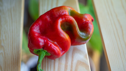 ugly red bell pepper on the table