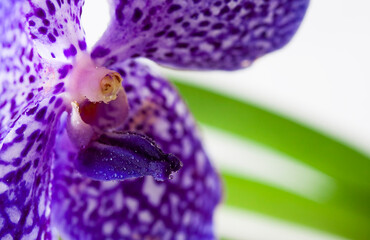 Purple orchid wanda close up.Shallow depth of field, soft effect.
