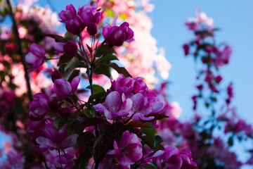 Apple tree look like sakura. beautiful  flowers and blue sky. card