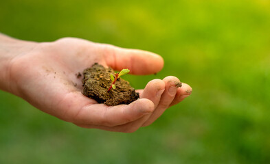 Naklejka na ściany i meble Child's hand holding soil with seedling plant in hand for agriculture or planting at bokeh green background