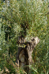 Baum, Saaler Bodden bei Wustrow, Halbinsel Fischland, Mecklenburg-Vorpommern