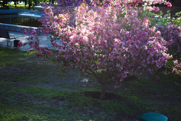 Apple tree look like sakura. beautiful  flowers and blue sky. card