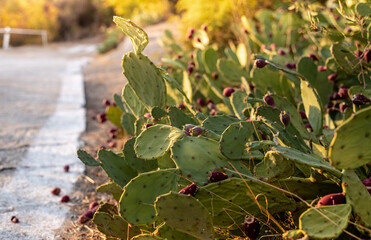 Prickly pear with red fruits